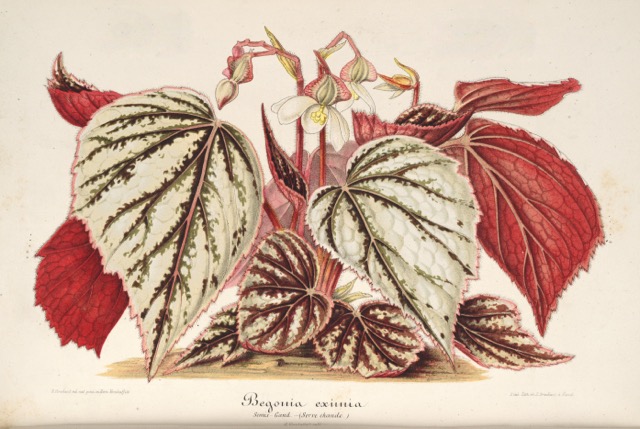 B. ‘Eximia’